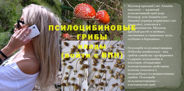 сатива Аркадак